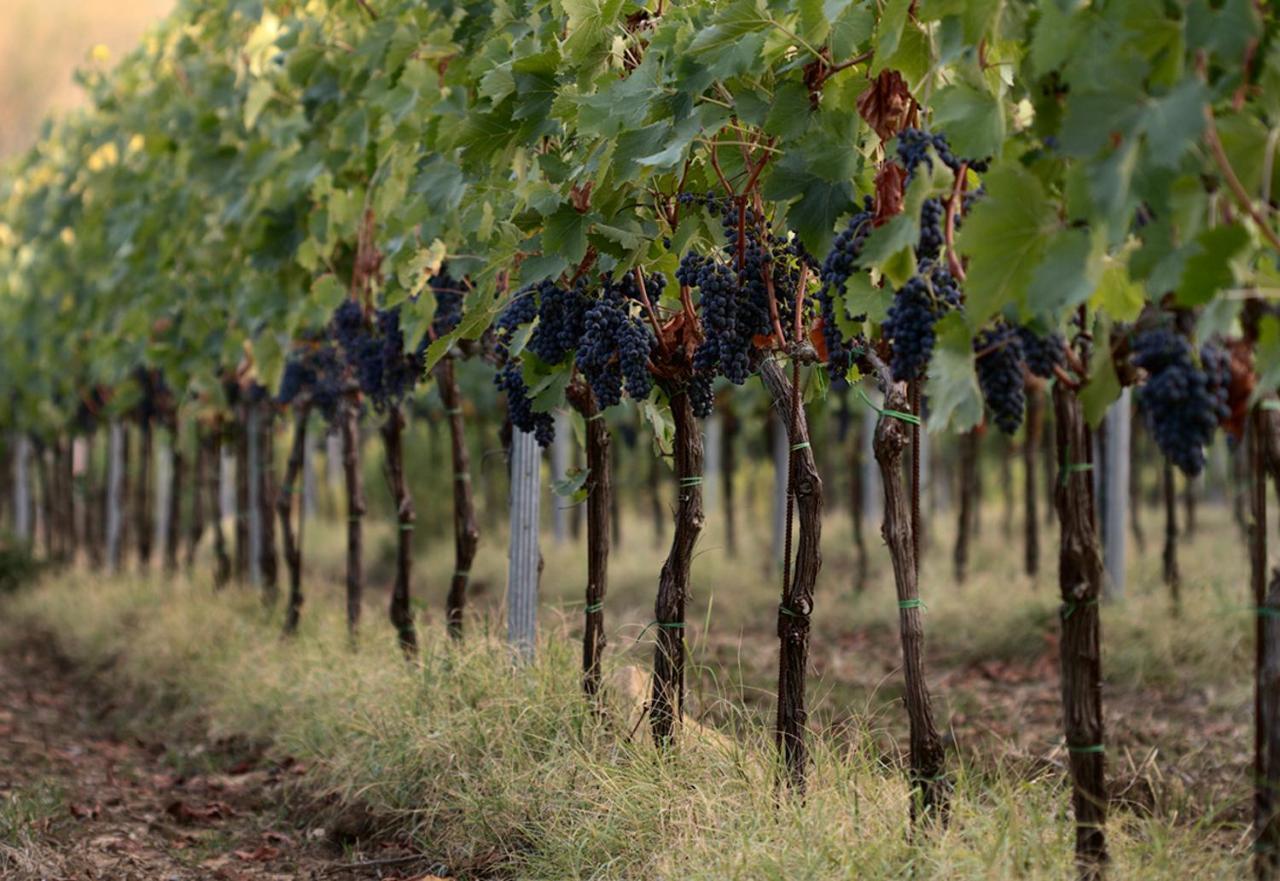 Agriturismo Casagrande Montepulciano Stazione Exteriér fotografie